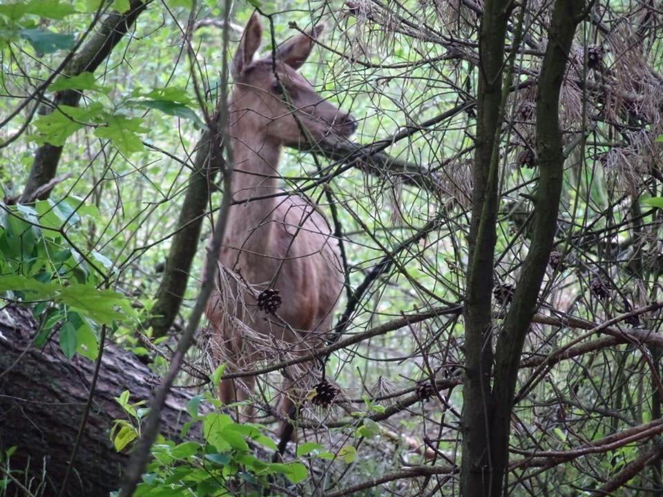 Veluwe Park Reewold Chalet Talisman Putten Zewnętrze zdjęcie