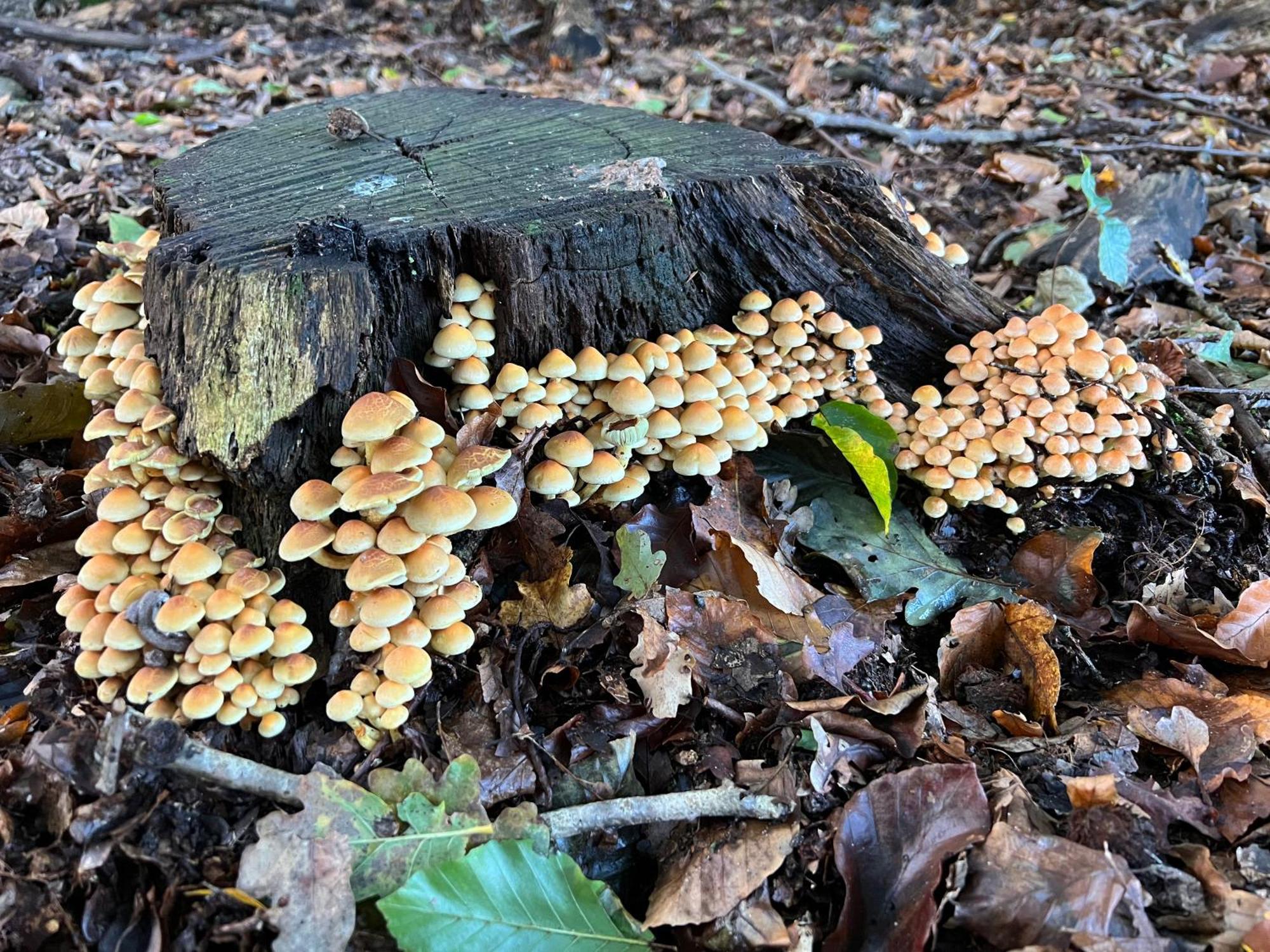 Veluwe Park Reewold Chalet Talisman Putten Zewnętrze zdjęcie