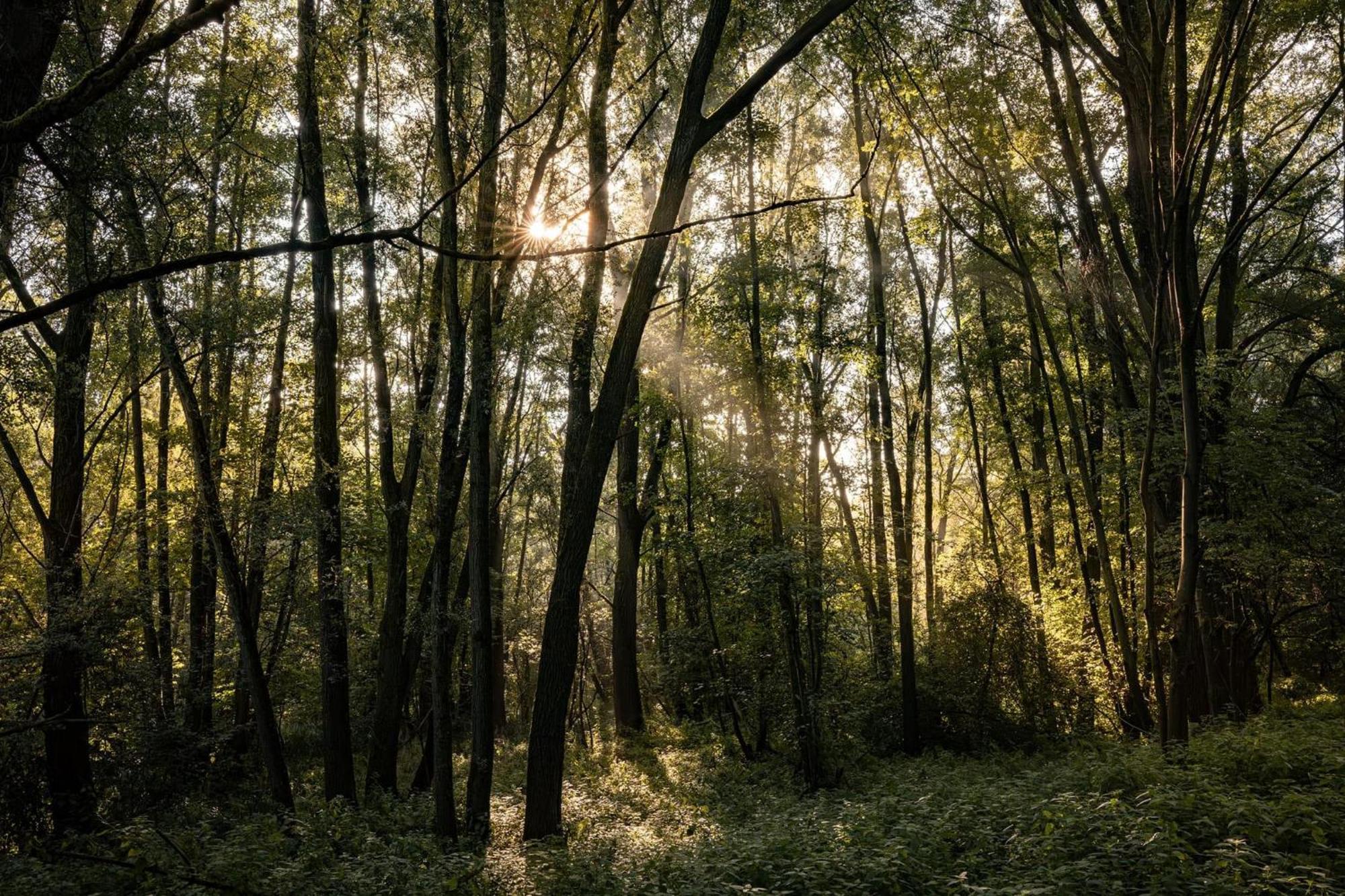 Veluwe Park Reewold Chalet Talisman Putten Zewnętrze zdjęcie