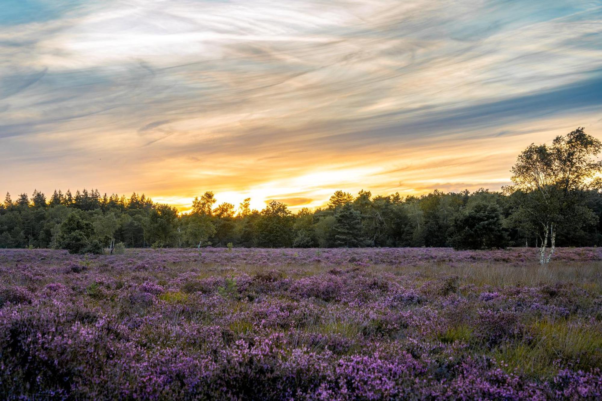 Veluwe Park Reewold Chalet Talisman Putten Zewnętrze zdjęcie